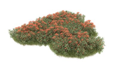 Field of grass with flowers isolated on white background. 3d rendering - illustration