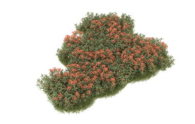 Field of grass with flowers isolated on white background. 3d rendering - illustration