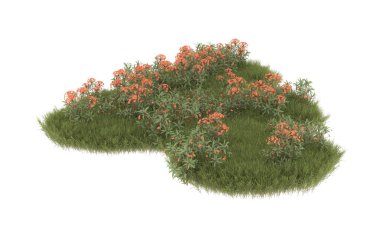 Field of grass with flowers isolated on white background. 3d rendering - illustration