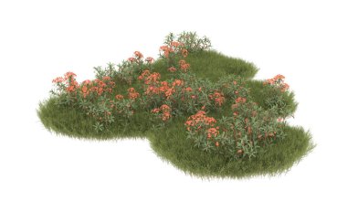 Field of grass with flowers isolated on white background. 3d rendering - illustration