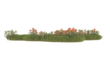 Field of grass with flowers isolated on white background. 3d rendering - illustration