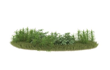 Field of grass with flowers isolated on white background. 3d rendering - illustration