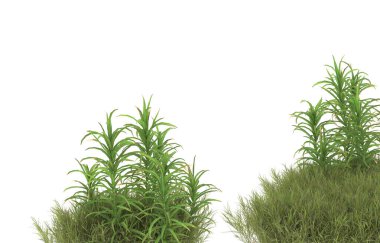 Field of grass with flowers isolated on white background. 3d rendering - illustration