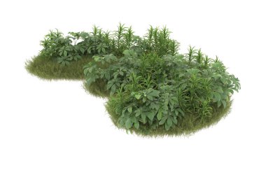 Field of grass with flowers isolated on white background. 3d rendering - illustration