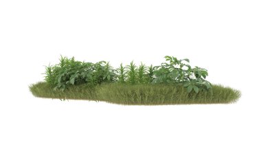 Field of grass with flowers isolated on white background. 3d rendering - illustration