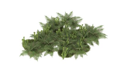 Field of grass with flowers isolated on white background. 3d rendering - illustration