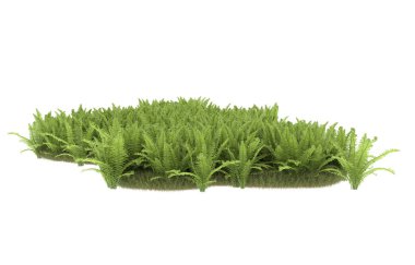 Field of grass with flowers isolated on white background. 3d rendering - illustration