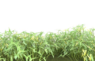 Field of grass isolated on white background. 3d rendering - illustration