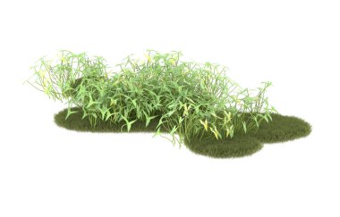 Field of grass isolated on white background. 3d rendering - illustration