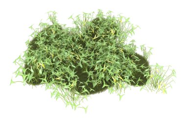 Field of grass isolated on white background. 3d rendering - illustration