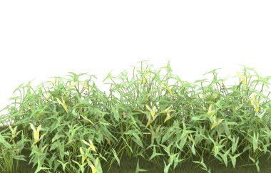 Field of grass isolated on white background. 3d rendering - illustration