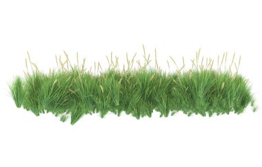 Field of grass isolated on white background. 3d rendering - illustration