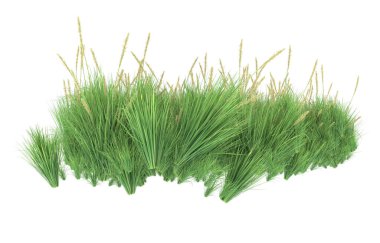Field of grass isolated on white background. 3d rendering - illustration