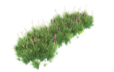 Field of grass isolated on white background. 3d rendering - illustration