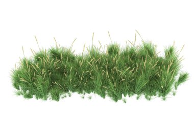 Field of grass isolated on white background. 3d rendering - illustration