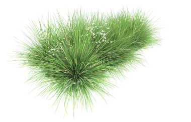 Field of grass isolated on white background. 3d rendering - illustration