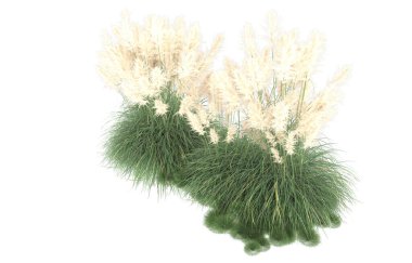 Field of grass isolated on white background. 3d rendering - illustration