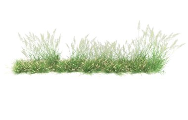 Field of grass isolated on white background. 3d rendering - illustration