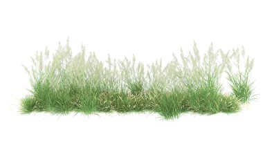 Field of grass isolated on white background. 3d rendering - illustration