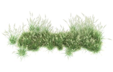 Field of grass isolated on white background. 3d rendering - illustration