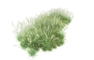 Field of grass isolated on white background. 3d rendering - illustration
