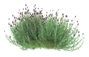 Field of grass isolated on white background. 3d rendering - illustration