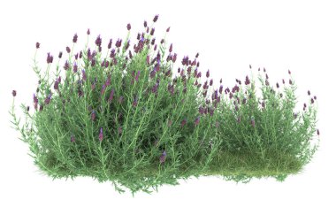 Field of grass isolated on white background. 3d rendering - illustration