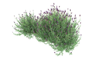 Field of grass isolated on white background. 3d rendering - illustration