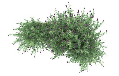 Field of grass isolated on white background. 3d rendering - illustration