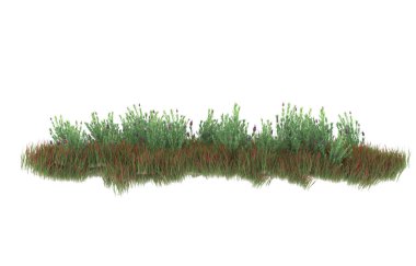 Field of grass isolated on white background. 3d rendering - illustration