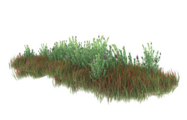 Field of grass isolated on white background. 3d rendering - illustration