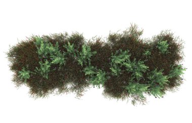 Field of grass isolated on white background. 3d rendering - illustration