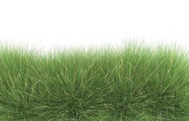 Field of grass isolated on white background. 3d rendering - illustration