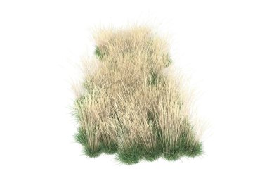 Field of grass isolated on white background. 3d rendering - illustration