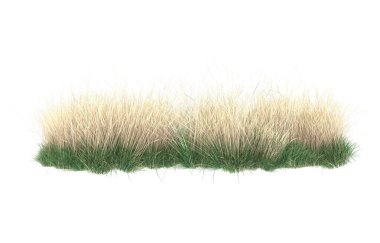 Field of grass isolated on white background. 3d rendering - illustration