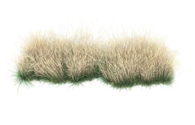 Field of grass isolated on white background. 3d rendering - illustration