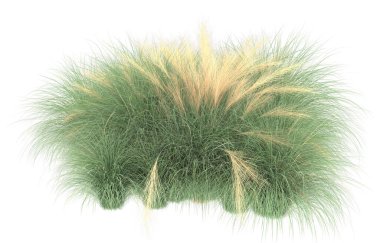 Field of grass isolated on white background. 3d rendering - illustration