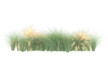 Field of grass isolated on white background. 3d rendering - illustration