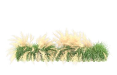 Field of grass isolated on white background. 3d rendering - illustration