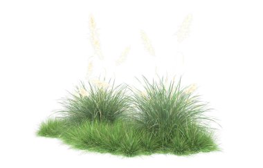 Field of grass isolated on white background. 3d rendering - illustration