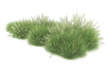 Field of grass isolated on white background. 3d rendering - illustration