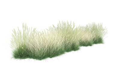 Field of grass isolated on white background. 3d rendering - illustration