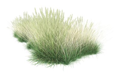 Field of grass isolated on white background. 3d rendering - illustration