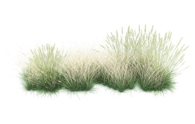 Field of grass isolated on white background. 3d rendering - illustration