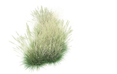 Field of grass isolated on white background. 3d rendering - illustration