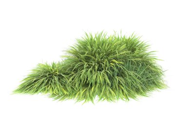 Field of grass isolated on white background. 3d rendering - illustration