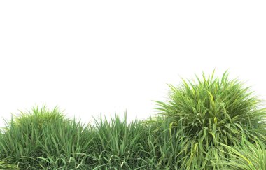 Field of grass isolated on white background. 3d rendering - illustration