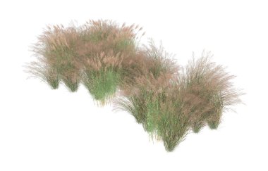 Field of grass isolated on white background. 3d rendering - illustration