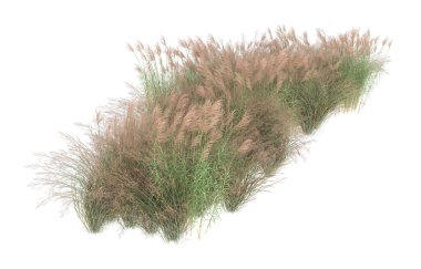 Field of grass isolated on white background. 3d rendering - illustration