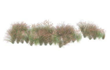 Field of grass isolated on white background. 3d rendering - illustration